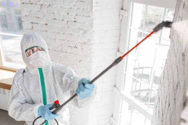 Reliable Salem, IN Mold Removal Solutions