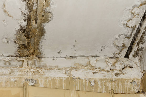 Best Water Damage & Mold Remediation  in Salem, IN