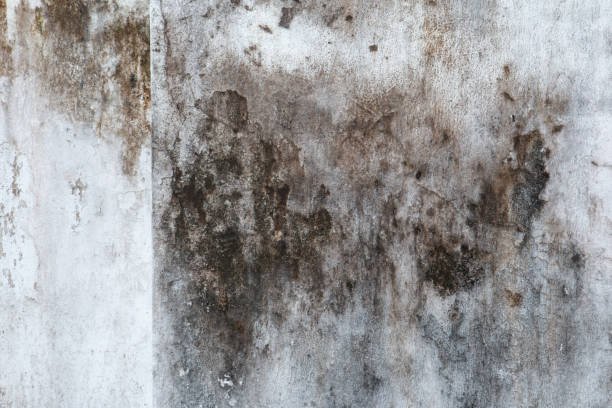 Best Emergency Mold Remediation  in Salem, IN