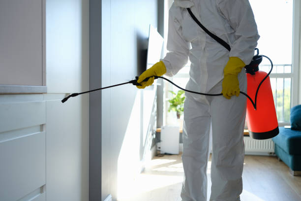 Best Attic Mold Removal  in Salem, IN