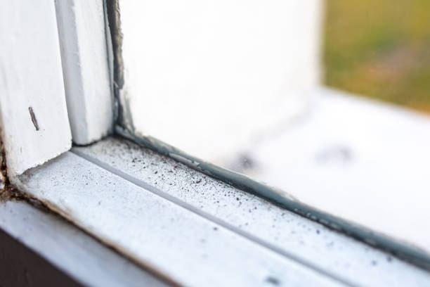 Best Mold Prevention Services  in Salem, IN