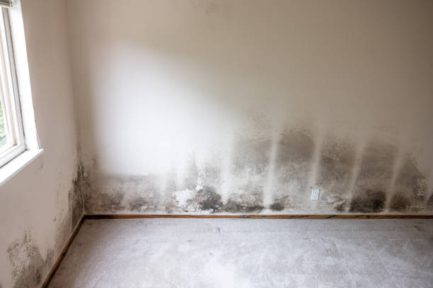 Best Mold Odor Removal Services  in Salem, IN